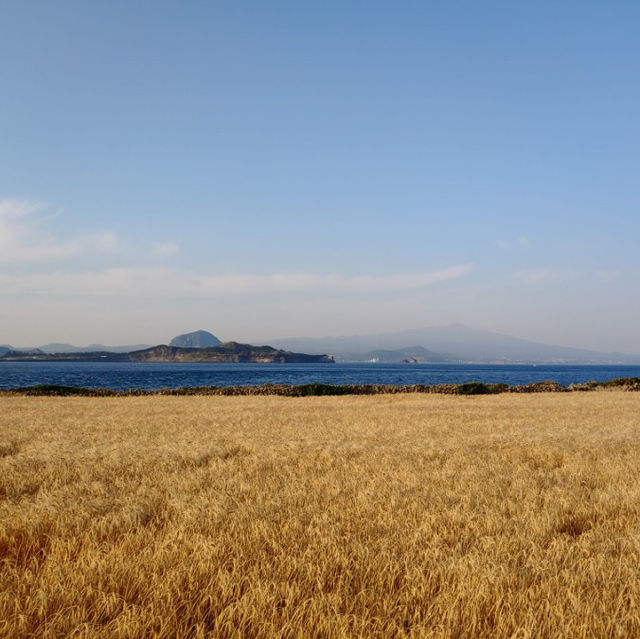 🌾 황금보리도 아름다운 섬, 가파도