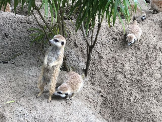 安くて広い駅近動物園🐼
