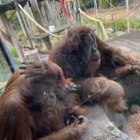 Melbourne zoo