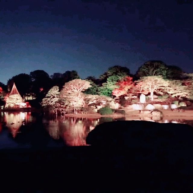 紅葉時期の夜ライトアップin 六義園