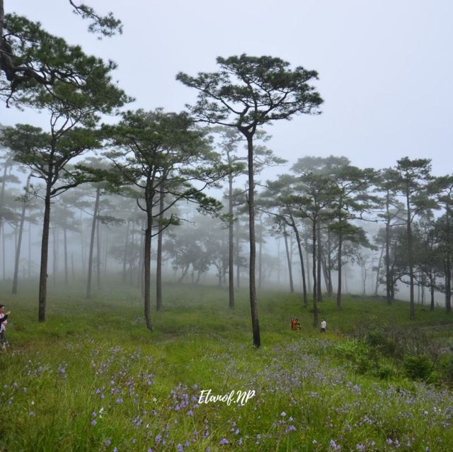 🌷ไปดูดอกไม้ ณ ลานสน ภูสอยดาว🌲