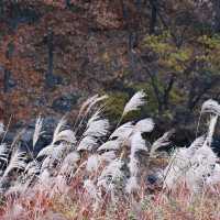 월광수변공원에서 함께 하는 늦은 가을 나들이🍂