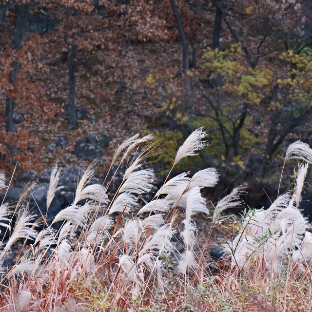 월광수변공원에서 함께 하는 늦은 가을 나들이🍂