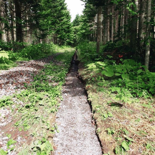 野生のシマリス・イタチと遭遇できるかも？