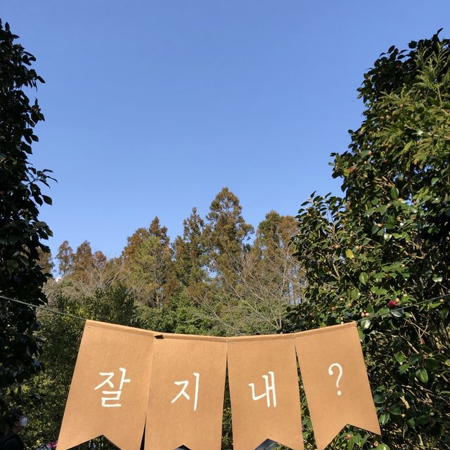 [제주도 여행] 겨울에는 동백꽃 보러🌺