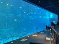 Underwater Theme Park, S.E.A Aquarium SG