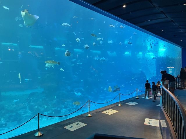 Underwater Theme Park, S.E.A Aquarium SG