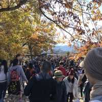 秋は紅葉