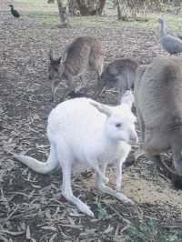 勇闖袋鼠島,近距離親親澳洲野生動物