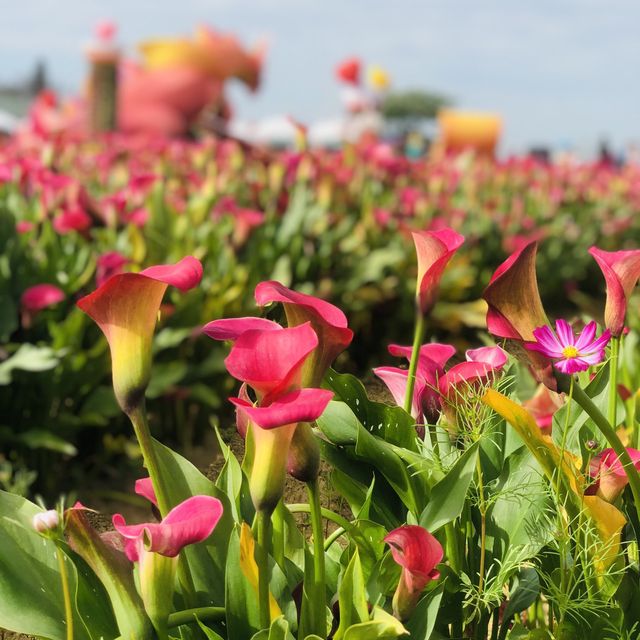 桃園彩色海芋季🌈芋見愛神💘真愛滿天下