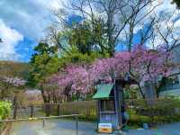 京都　SAKURA 桜めぐり❗️永観堂の桜に感動❗️