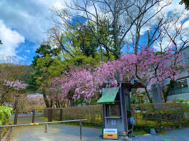 京都　SAKURA 桜めぐり❗️永観堂の桜に感動❗️
