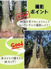 歩ける世界遺産《熊野古道＊大門坂》