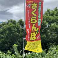 時間無制限😳豊富な種類のさくらんぼ狩🍒
