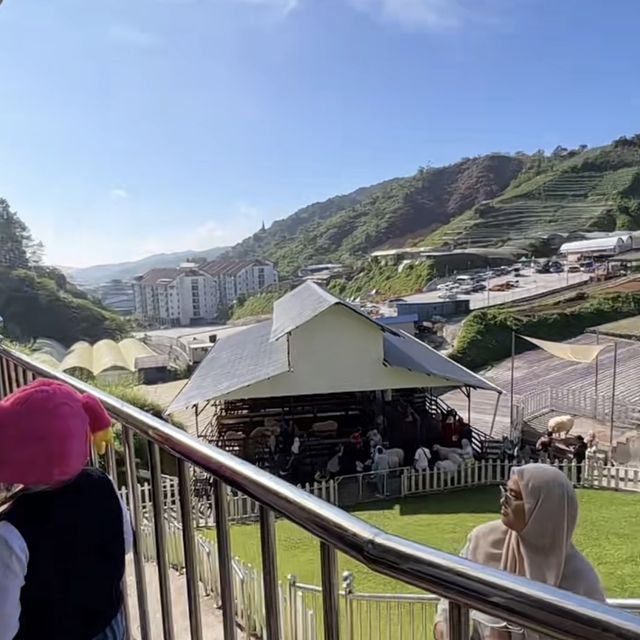 THE SHEEP SANCTUARY (Cameron Highlands)