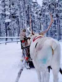 Reindeer Sleigh Ride @Lapland 