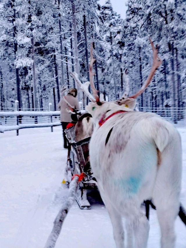Reindeer Sleigh Ride @Lapland 
