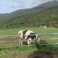 Desa Dairy Farm Sabah