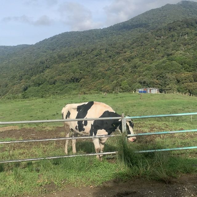 Desa Dairy Farm Sabah