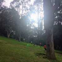 Pleasant smell of tea leaves in the air