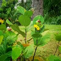 Up Close And Personal At Jurong Lake Gardens