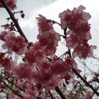 Bond with Nature in Qingjing Farm