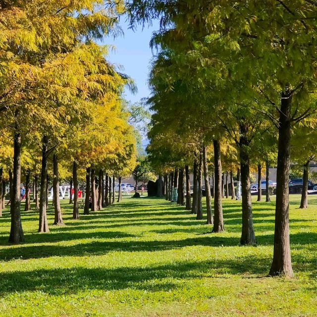 大溪河濱公園-落羽松區