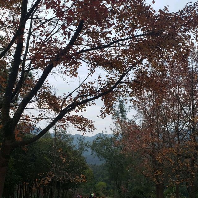 睇紅葉季節~~大棠紅葉🥰🤩😍 睇紅葉季節~~大棠紅葉🥰🤩😍