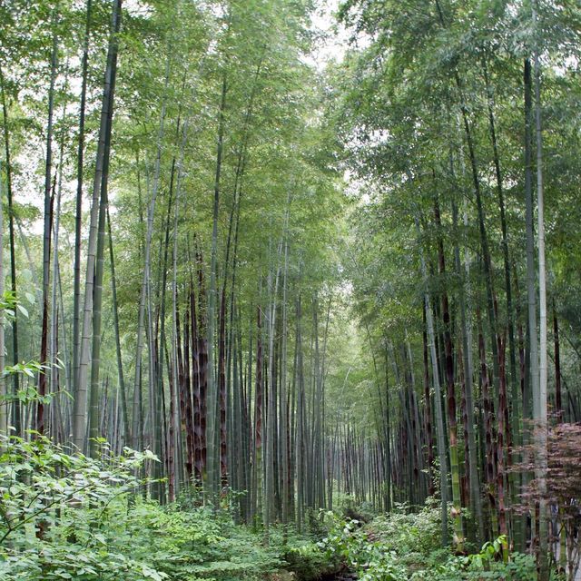 Nanshan Bamboo Sea - Liyang - Changzhou 