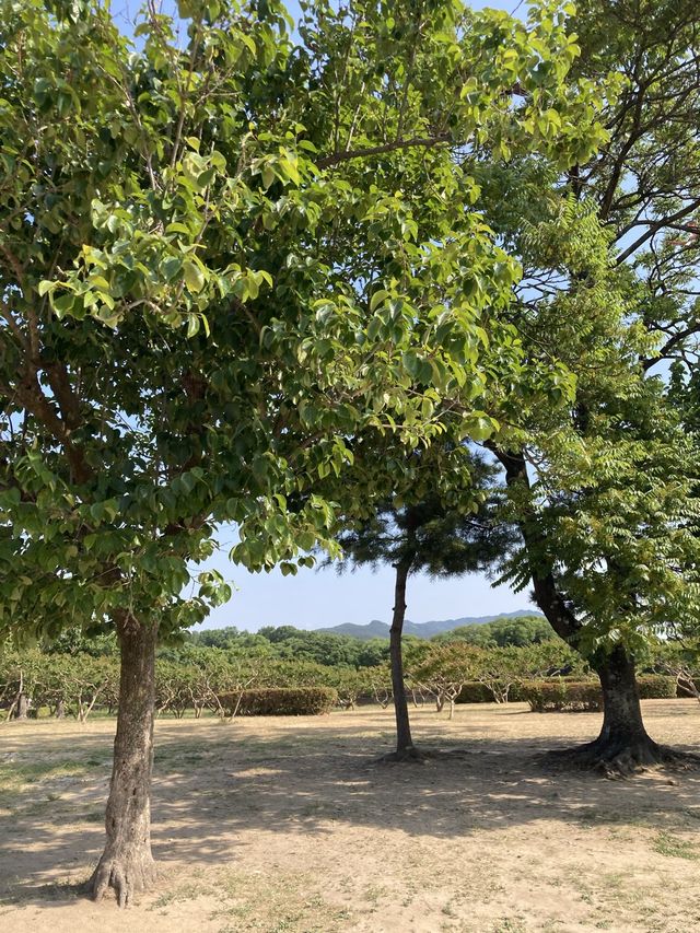 경주 꽃구경 가능한 여행지