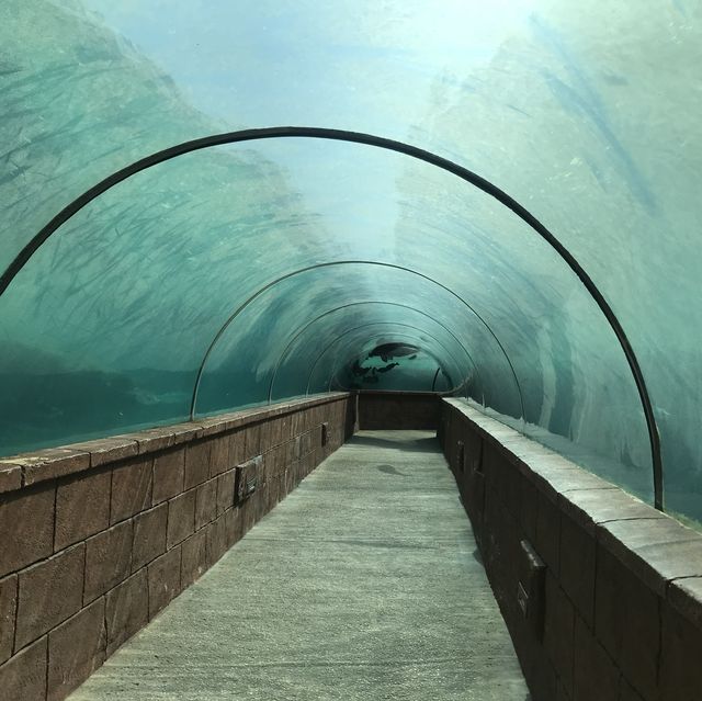 Fun day at AquaVenture ~ Atlantis 