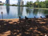 Sunday afternoon walking at Lake Eola Parl 