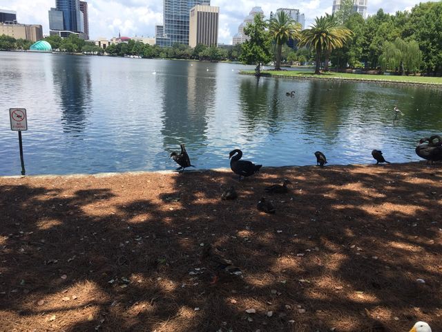 Sunday afternoon walking at Lake Eola Parl 
