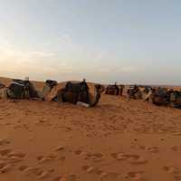 Morocco Sahara Desert Camel Ride