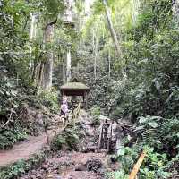 Primeval Forest Park - Xishuangbanna 