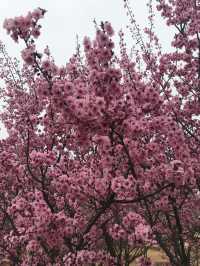 Spring In Yantai 