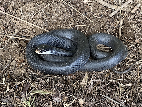 Kentucky's Slithering Friends: A Snake Appreciation Adventure | Floracliff Nature Sanctuary
