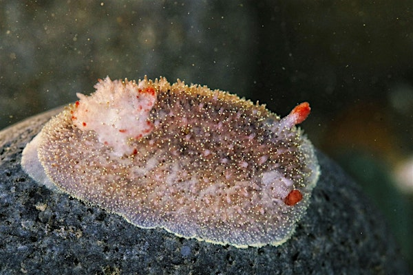Heceta Head Tidepool Ambassador Tour | Heceta Head Lighthouse