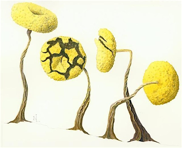 Drawing through the Microscope | Art + Science In the Field: asIF Studio, Petersham, MA