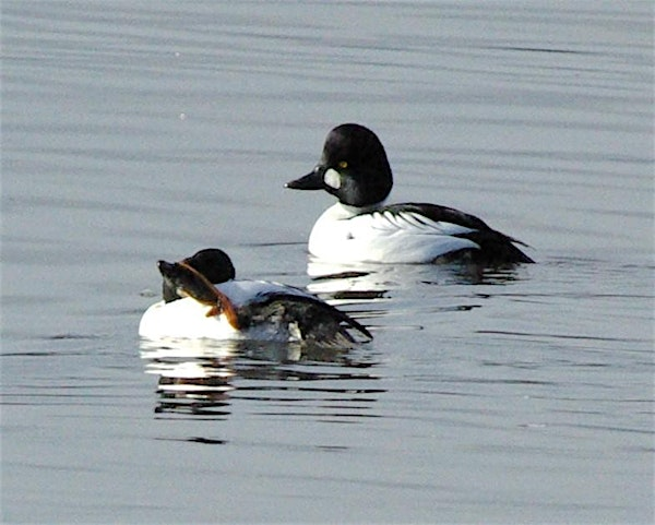 Beginning Bird Watching: Instructions & Short Walk | San Francisco Bay National Wildlife Refuge Visitor Center