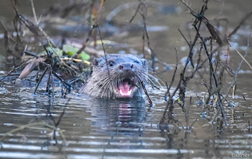 Sunrise Wildlife Walk: Otters | Attenborough Nature Centre