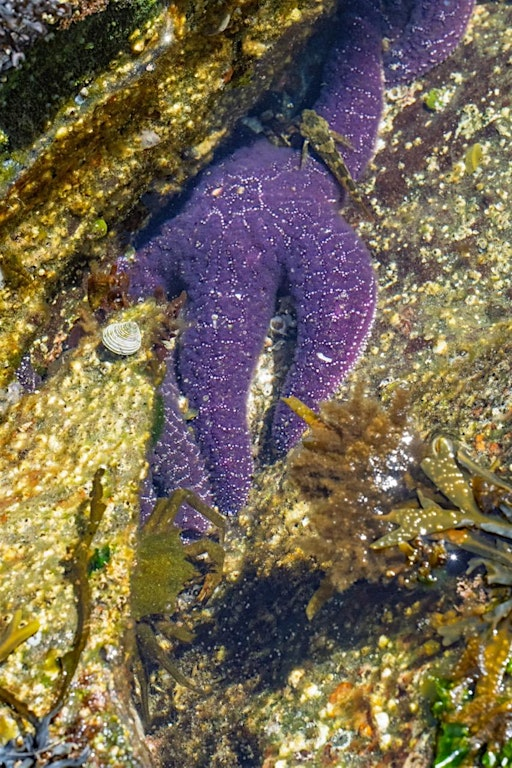Intertidal Biology Walk | Middle Bay