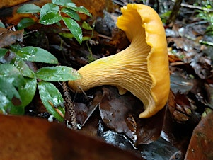 Fall Mushroom Workshop | South Slough National Estuarine Research Reserve