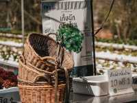 ฟาร์มคาเฟ่ ....คาเฟ่ลับๆฉะเชิงเทรา 💚