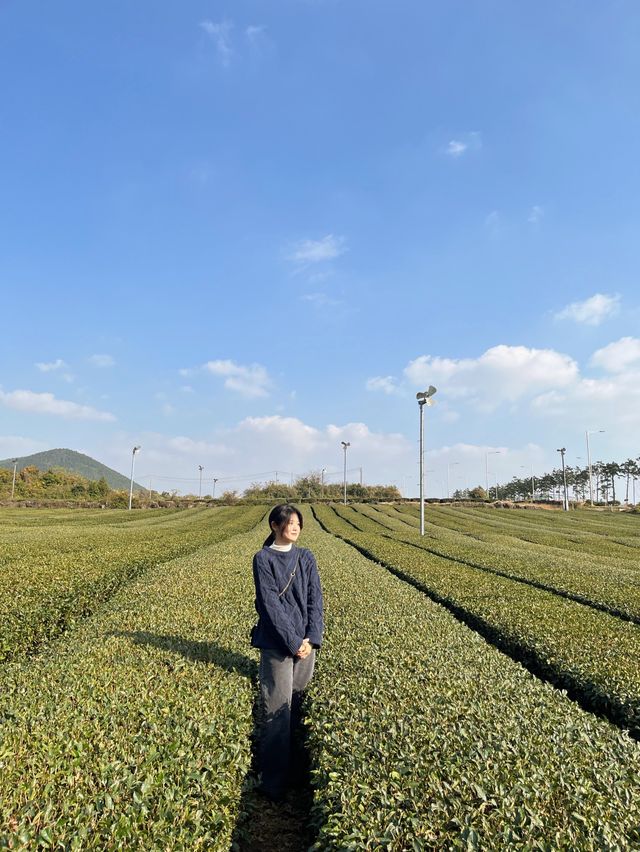 제주 오설록 티 뮤지엄