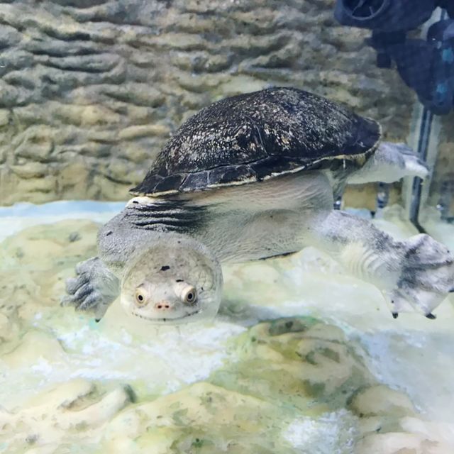 屯門公園爬蟲館