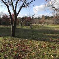 青森県　11月の弘前公園