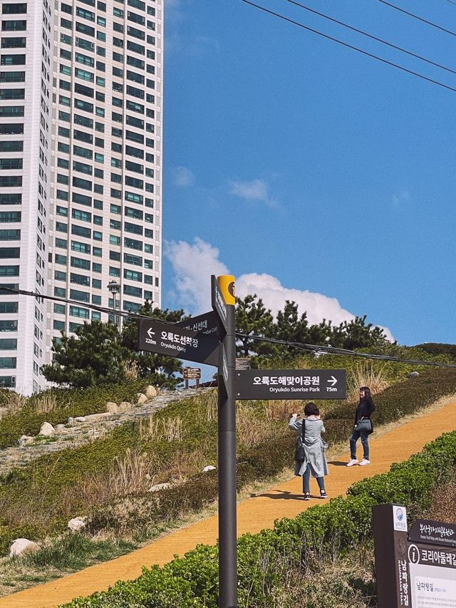 유채꽃이 가득한 부산 속 제주도 ‘오륙도 해맞이공원’🌼