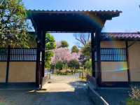 京都　京都散策旅　渉成園の庭園と桜のコラボに感動❗️