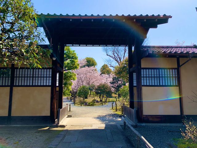 京都　京都散策旅　渉成園の庭園と桜のコラボに感動❗️